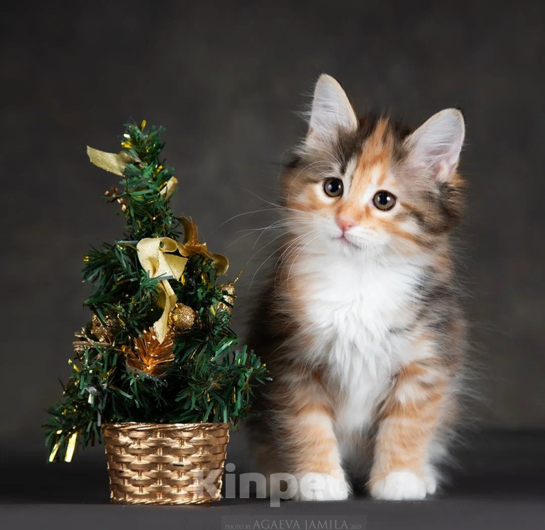 Кошки в других городах Московской области: Кошка курильского бобтейла Девочка, 50 000 руб. - фото 6