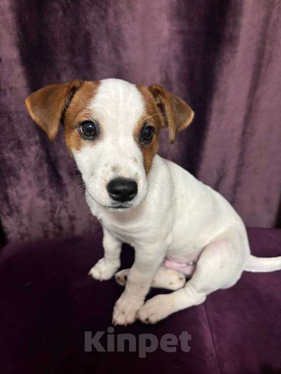 Собаки в Нижнем Новгороде: Продам щенка джек-рассел Мальчик, 25 000 руб. - фото 1