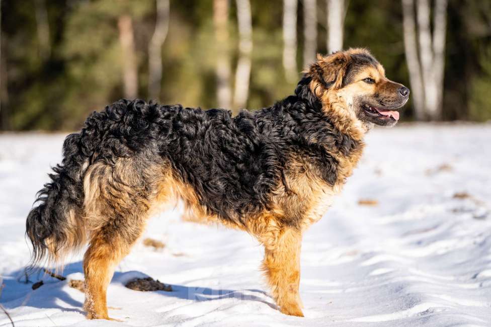 Собаки в Клине: Шарпундель — невероятный пёс Мальчик, Бесплатно - фото 4