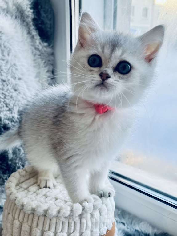 Кошки в Киселевске: Шотландские котята Девочка, 20 000 руб. - фото 3