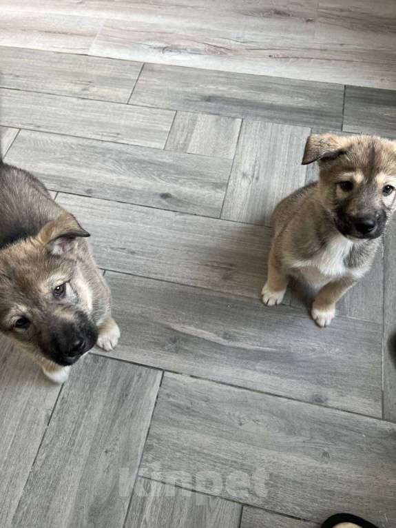 Собаки в других городах Московской области: Щенок Хаски в добрые руки Мальчик, Бесплатно - фото 8