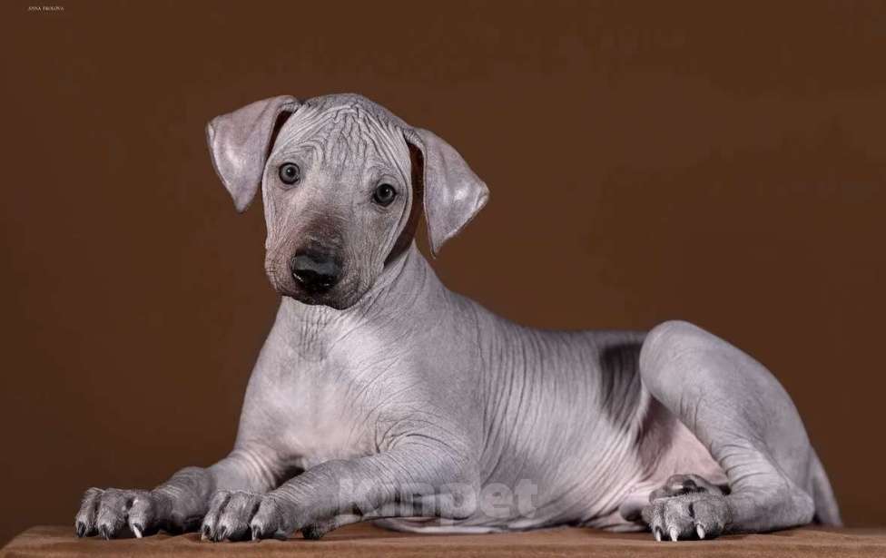 Собаки в Рыбинске: В продаже щенки ксолоитцкуинтли стандартного размера Мальчик, 100 000 руб. - фото 3