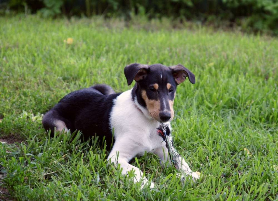 Собаки в Обнинске: Щенок к/ш колли Мальчик, 70 000 руб. - фото 2