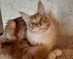 Кошки в Оленегорске: Мейн-кун кот, 25 000 руб. - фото 7