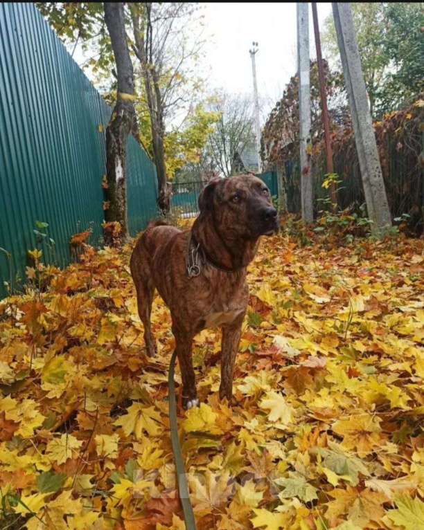 Собаки в Москве: Джордан замерзает без своего Человека. Мальчик, Бесплатно - фото 3