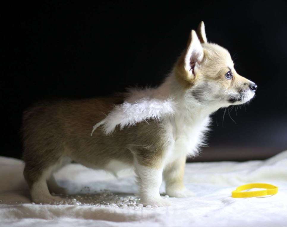 Собаки в Тольятти: Малышка Вельш Корги Пемброк Девочка, 80 000 руб. - фото 3