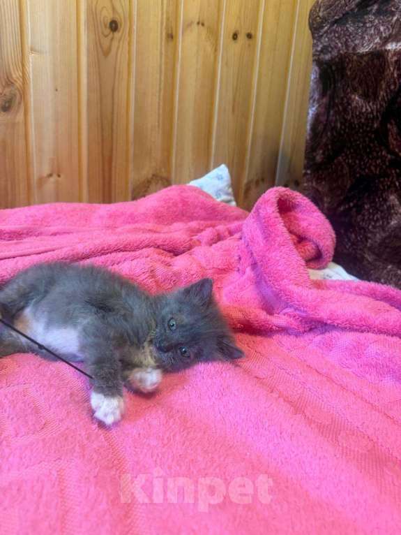 Кошки в Москве: котята в добрые руки Девочка, Бесплатно - фото 7