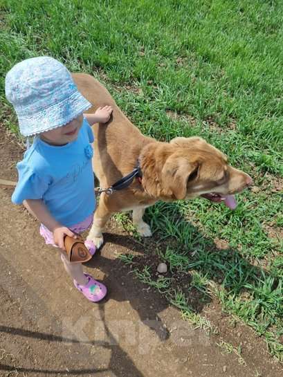 Собаки в Москве: Шоколадный и розовоносый метис лабрадора Шон в дар Мальчик, 1 руб. - фото 2