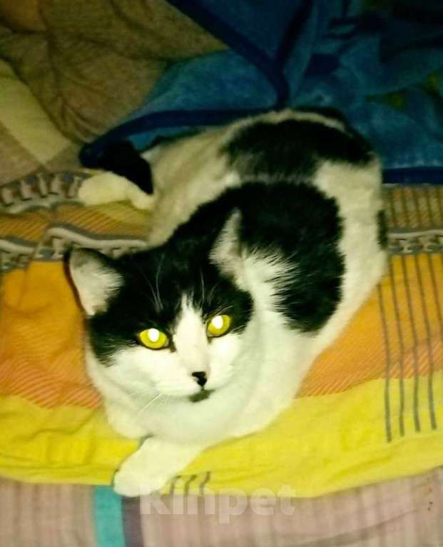 Кошки в Москве: Ласковая и домашняя кошка Марта ищет добрые руки Девочка, 1 руб. - фото 3