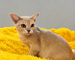 Кошки в Люберцах: Бурманская кошечка Девочка, Бесплатно - фото 2