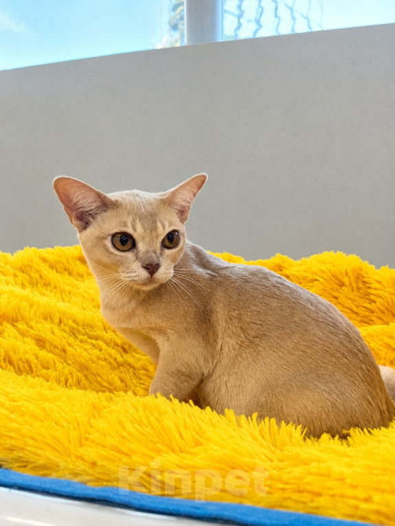 Кошки в Люберцах: Бурманская кошечка Девочка, Бесплатно - фото 2