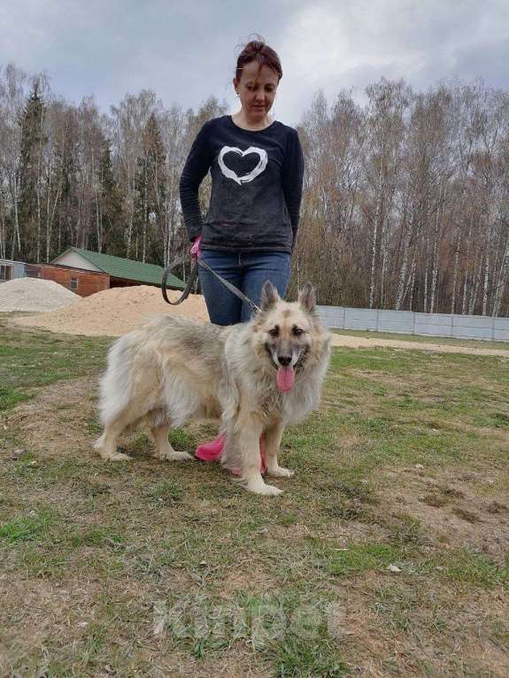 Собаки в Москве: Марусю жизнь обижала. Теперь нужен дом Девочка, Бесплатно - фото 2