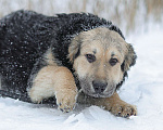 Собаки в Москве: Ваниль, щенок кудряшка из приюта Девочка, Бесплатно - фото 3