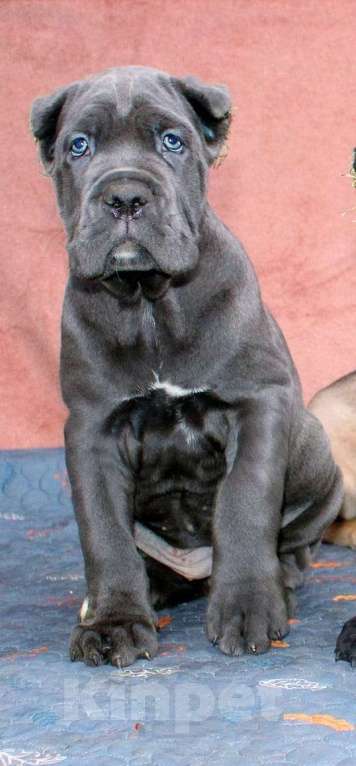 Собаки в Пушкино: Мальчик и три девочки кане корсо Девочка, 70 000 руб. - фото 9