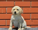 Собаки в Туле: Щенок Лабрадора Девочка, Бесплатно - фото 3