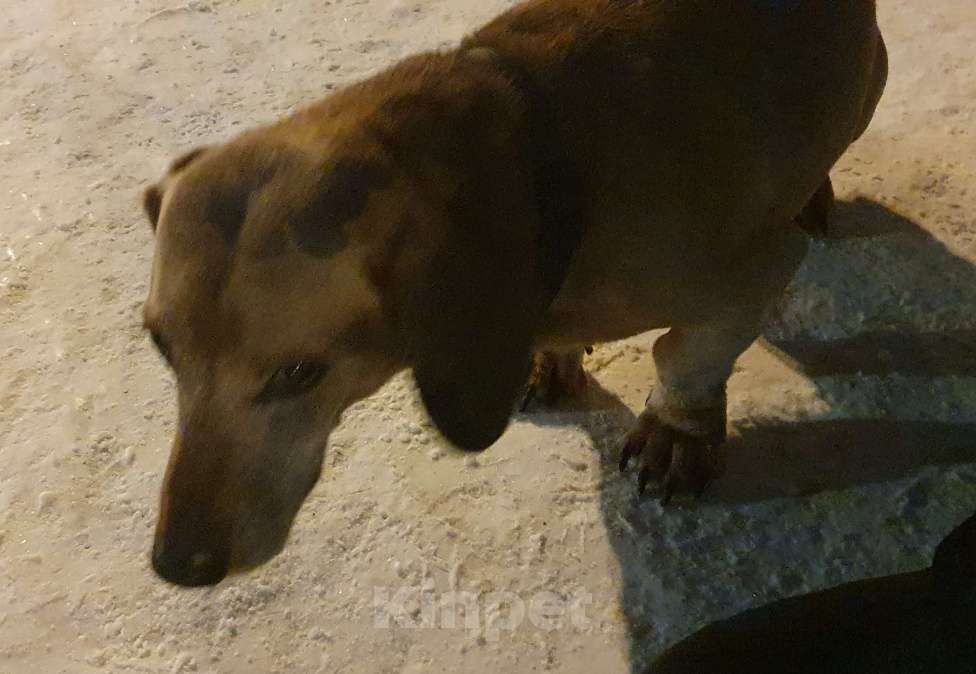 Собаки в Екатеринбурге: Найдена такса (мальчик) Мальчик, Бесплатно - фото 3