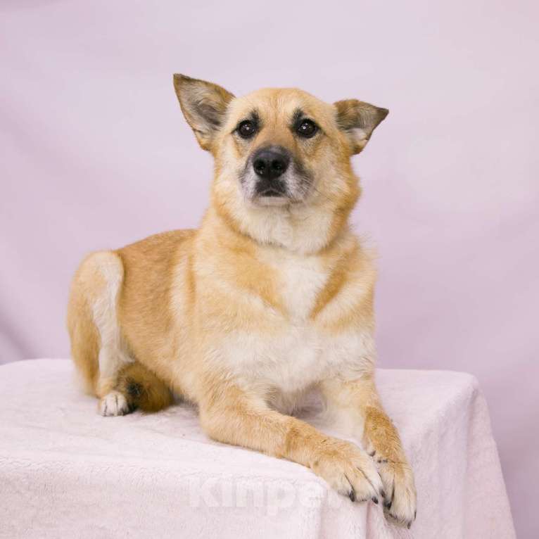 Собаки в Москве: Алиса Девочка, Бесплатно - фото 4