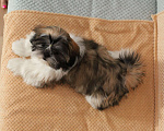 Собаки в Лобне: Маленькая игрулька Ши-тцу Девочка, Бесплатно - фото 2
