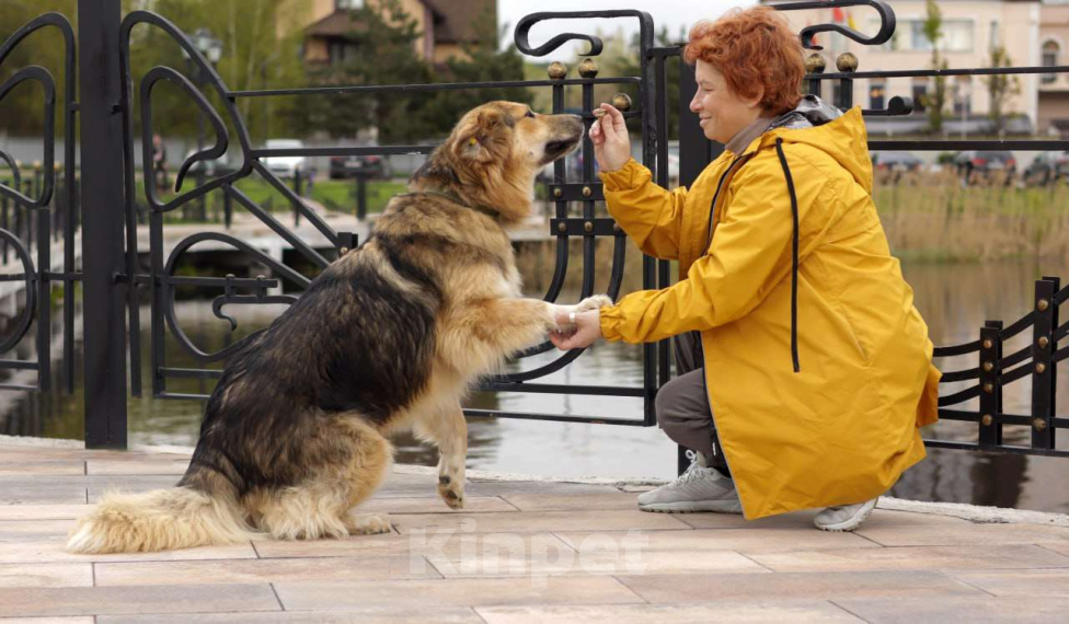 Собаки в Балашихе: Пушистая красотка Паппи в поиске дома Девочка, Бесплатно - фото 3