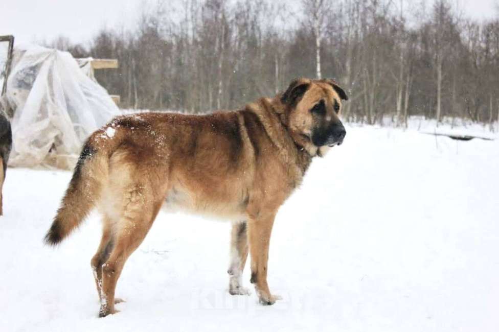 Собаки в Раменском: Парень Салли ищет дом Мальчик, Бесплатно - фото 2