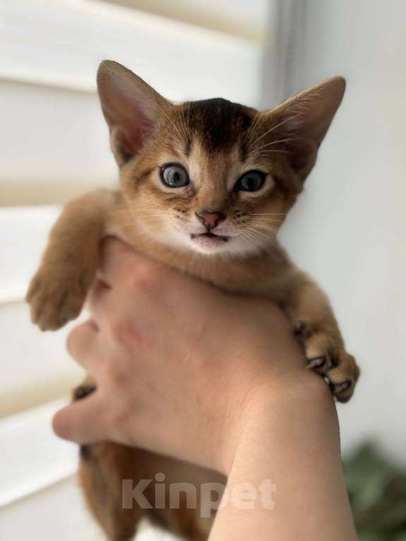 Кошки в Москве: Джина Девочка, 50 000 руб. - фото 5