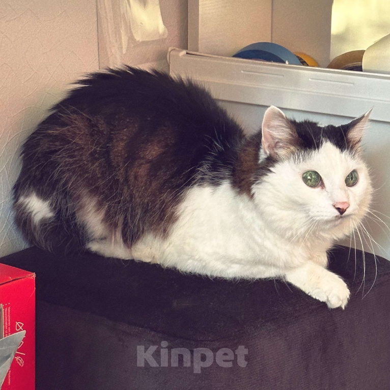 Кошки в Санкт-Петербурге: Кот Сушняк ищет новый дом  Мальчик, Бесплатно - фото 2