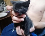 Кошки в Москве: Маленькие котята (2 мес.) в добрые руки Мальчик, Бесплатно - фото 6