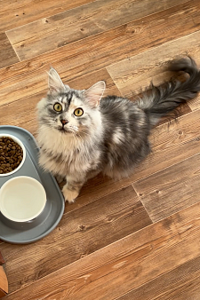 Кошка "Мейн-кун"