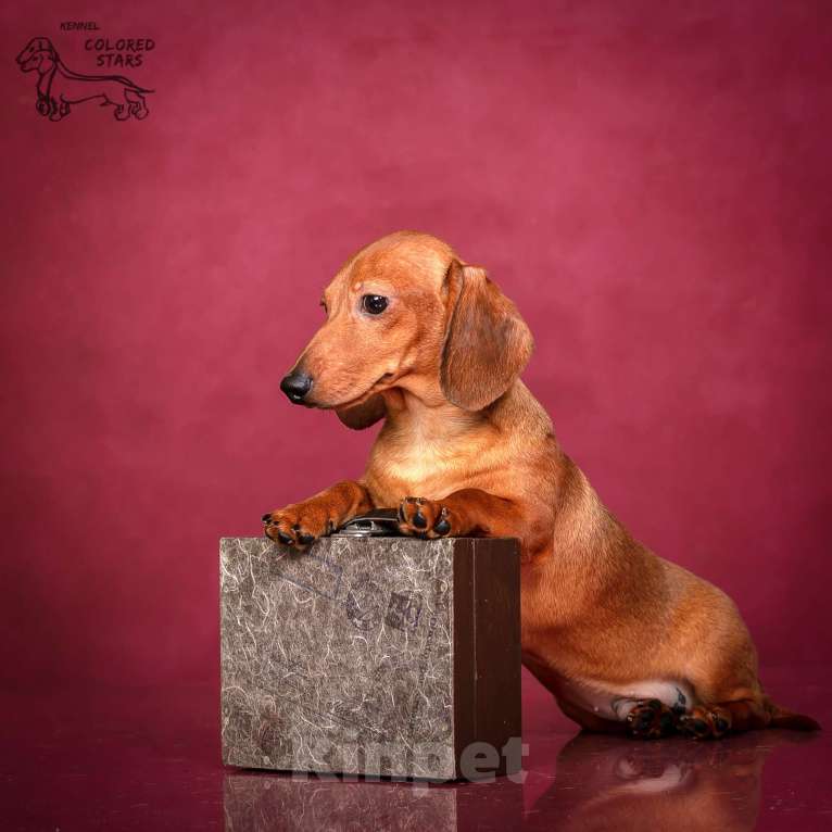 Собаки в Королеве: Кроличья такса Мальчик, 70 000 руб. - фото 3