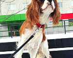 Собаки в Рязани: Девушка кавалер кинг чарльз спаниель Девочка, 120 000 руб. - фото 1