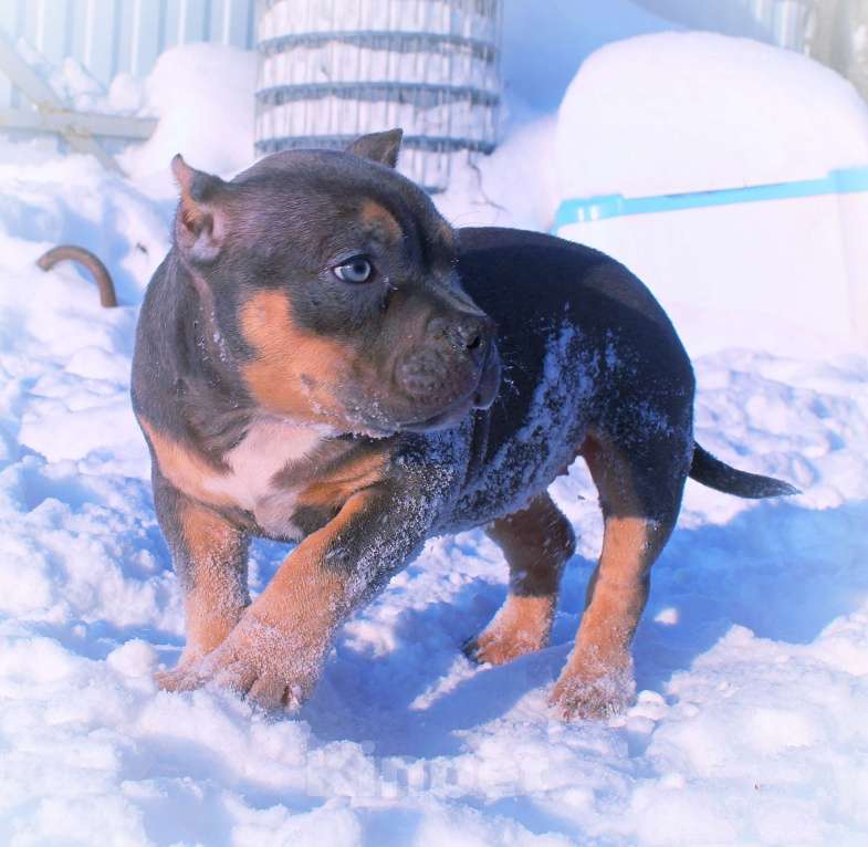 Собаки в Москве: Девочка американский булли. Девочка, 90 000 руб. - фото 5