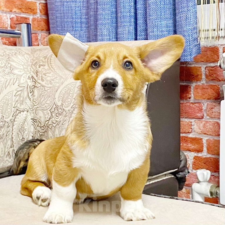 Собаки в Москве: Щенки вельш-корги кардиган Мальчик, Бесплатно - фото 1