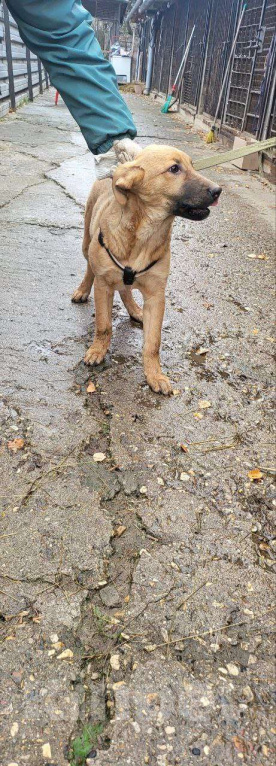 Собаки в Долгопрудном: Мирта Девочка, 100 руб. - фото 2