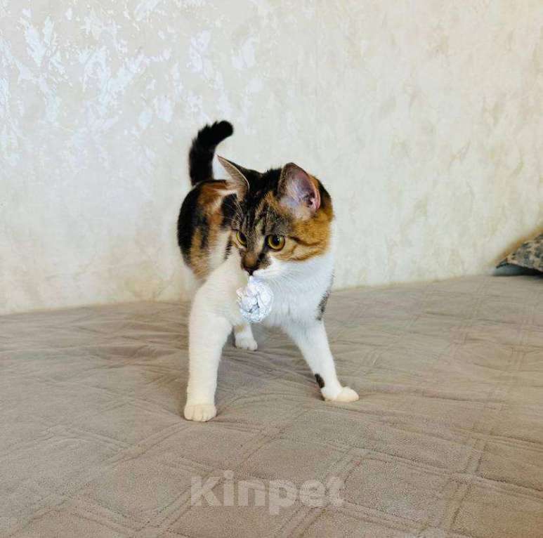 Кошки в Москве: Кошечку в хорошие руки Девочка, Бесплатно - фото 1
