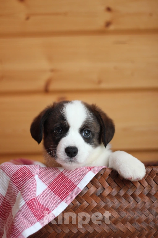 Собаки в Симферополе: Щенки вельш корги кардиган мальчики Мальчик, 50 000 руб. - фото 8