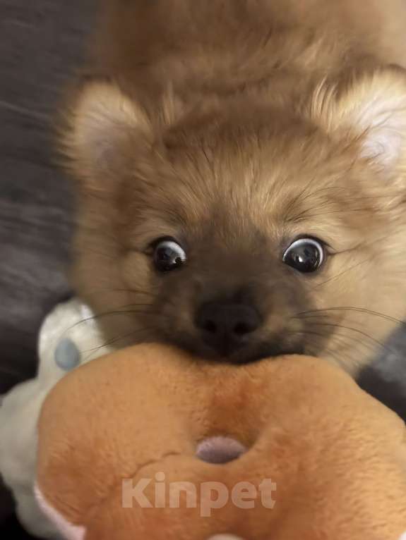 Собаки в Санкт-Петербурге: Шпиц Девочка, 12 000 руб. - фото 4