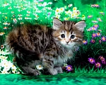 Кошки в Москве: Кошечка Иванка Девочка, 60 000 руб. - фото 4