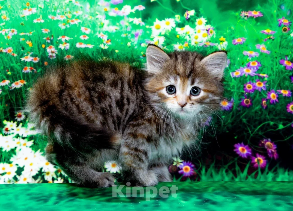 Кошки в Москве: Кошечка Иванка Девочка, 60 000 руб. - фото 4