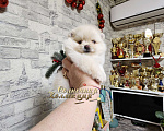 Собаки в Москве: Мини девочка померанского шпица РКФ Девочка, Бесплатно - фото 1