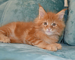 Кошки в Иркутске: Котята породы мейн-кун  Мальчик, 35 000 руб. - фото 2