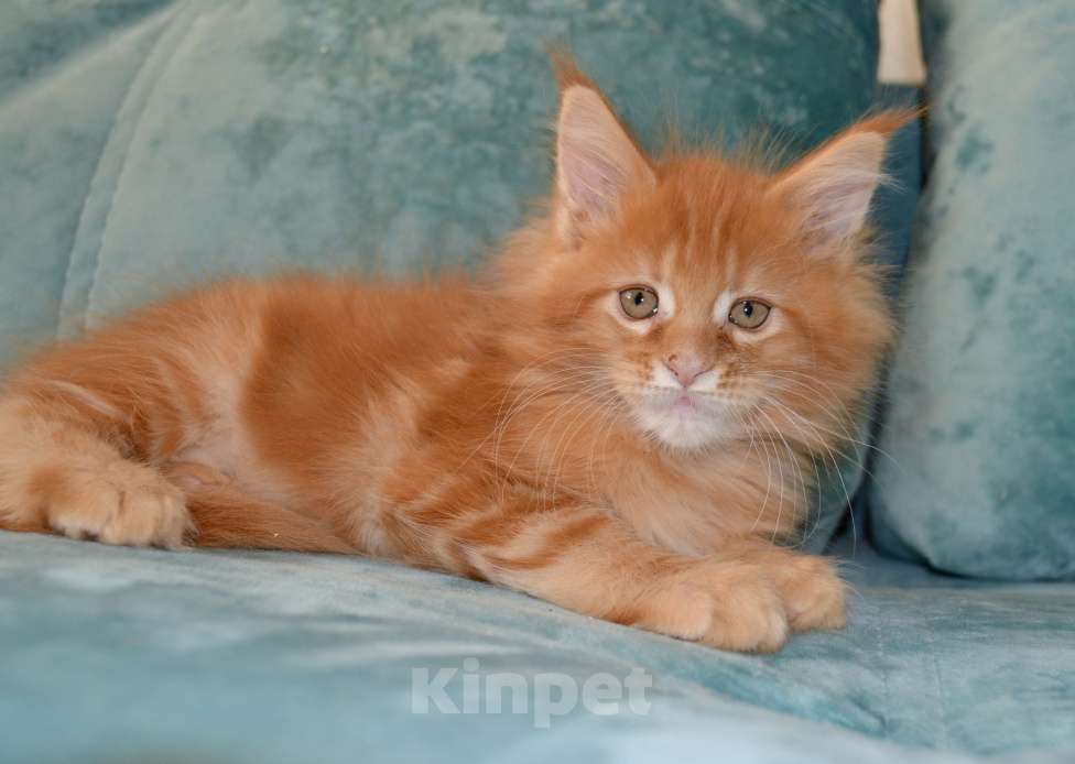 Кошки в Иркутске: Котята породы мейн-кун  Мальчик, 30 000 руб. - фото 2