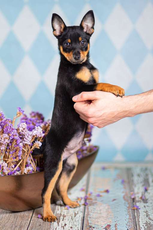 Собаки в Москве: Щенки от шпица и пинчера в добрые руки Девочка, 1 руб. - фото 5