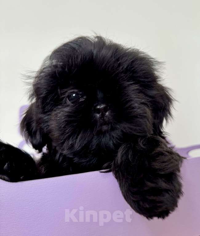 Собаки в Санкт-Петербурге: Красавица ши тцу Зена Девочка, 55 000 руб. - фото 2