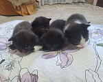 Кошки в Воронеже: Мальчики Мальчик, Бесплатно - фото 5