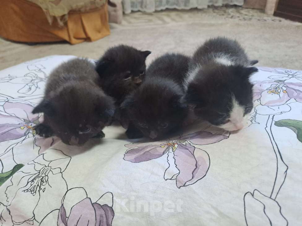 Кошки в Воронеже: Мальчики Мальчик, Бесплатно - фото 5