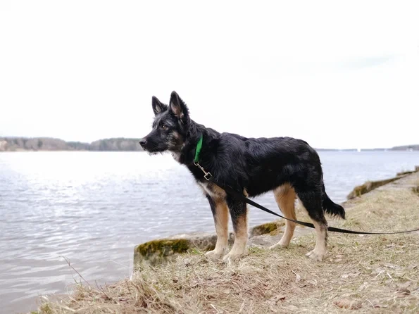 Собаки в Москве: щенок метис овчарки Девочка, Бесплатно - фото 3