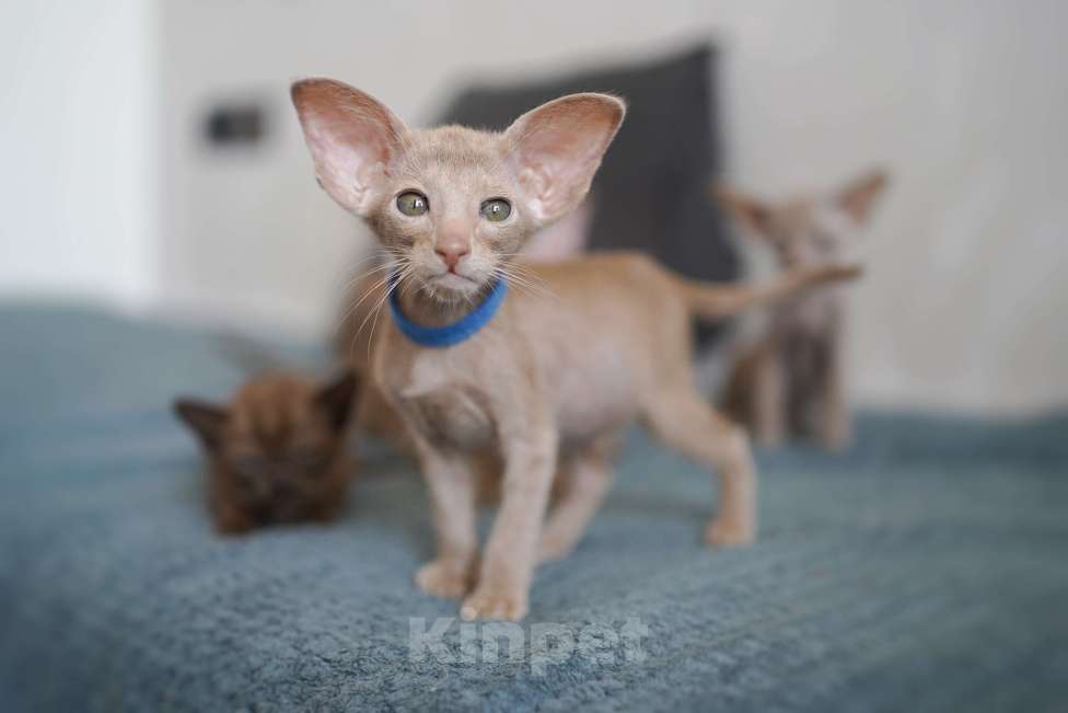 Кошки в Ростове-на-Дону: Ориентальная девочка фавн Девочка, 60 000 руб. - фото 5