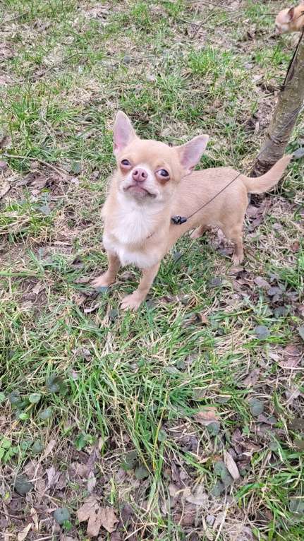 Собаки в Москве: Девочка Чихуахуа лиловая Девочка, Бесплатно - фото 2