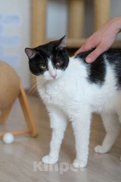 Кошки в Санкт-Петербурге: Бонифаций из приюта в добрые руки Мальчик, Бесплатно - фото 7