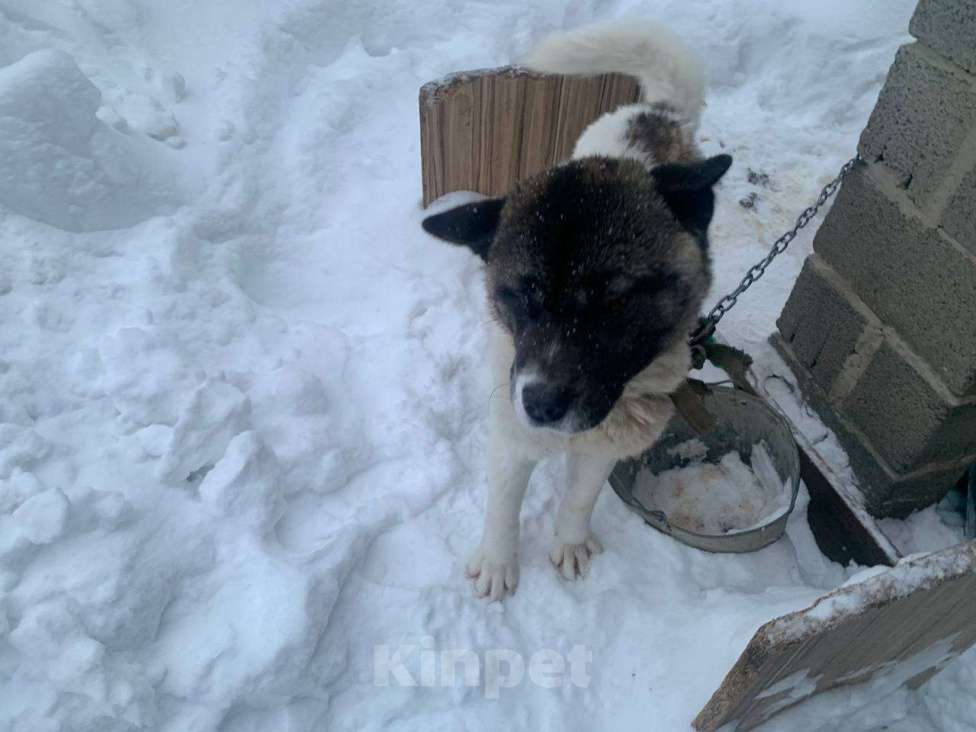 Собаки в Казани: Спасаем от плохого обращения Девочка, Бесплатно - фото 1